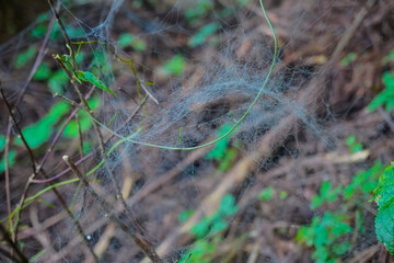 Cobwebs in forest on mountains, Okutama, Tokyo, Japan