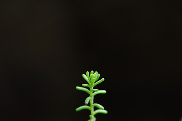 suculente detalhe macro minimalista