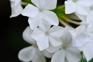 flor linda branca 