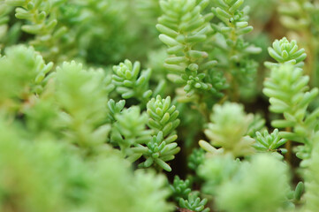 planta folhas suculentas 