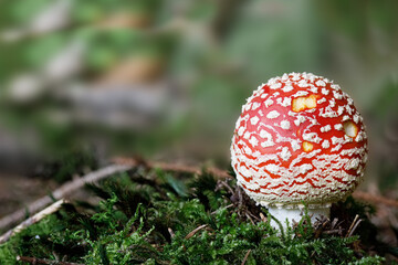 Red toadstool, poisonous mushroom, Amanita muscaria
