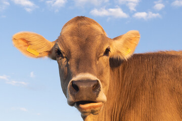 Portrait of a young, female and hornless cow facing the camera against blue sky, Swiss Brown