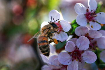 bee on a flower