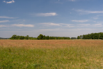 Field and Sky