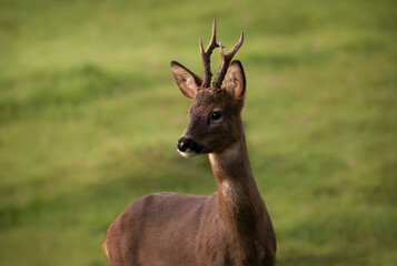 Majestic Roe deer buck on a late summer evening