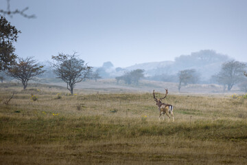 Deer in the woods - Amsterdamse Waterleidingduinen, The Netherlands 