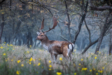 Deer in the woods - Amsterdamse Waterleidingduinen, The Netherlands 