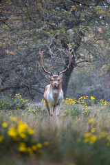 Deer in the woods - Amsterdamse Waterleidingduinen, The Netherlands 
