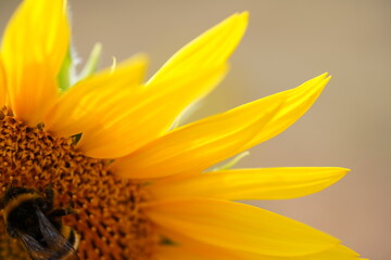 Bourdon sur tournesol