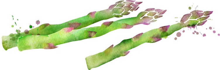 Hand drawn watercolor illustration of asparagus
