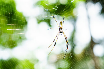 Spider in her spiderweb in a jungle in Costa Rica.