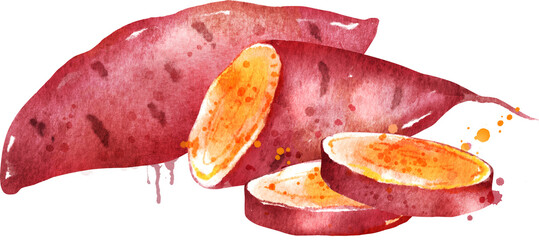 Watercolor illustration of sweet potato