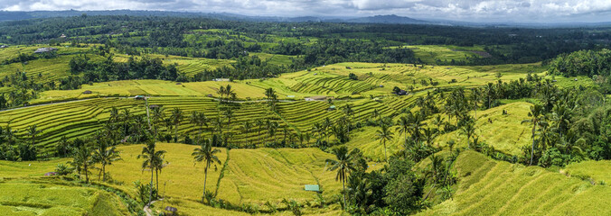 Jatiluwih rice terraces agriculture fields with rice or corn tropical harvest on Bali rice terraces aerial panorama view