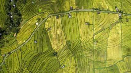 Landscape of the rice fields Tegalalang near Ubud of the island Bali aerial top view - 538373910