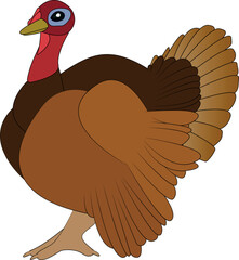 Turkey bird Cartoon, isolated on white background. Symbol of thanksgiving day