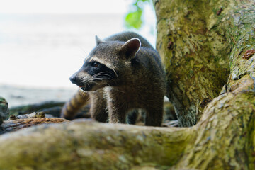 Wild raccoon wondering around in a beach in costa Rica.