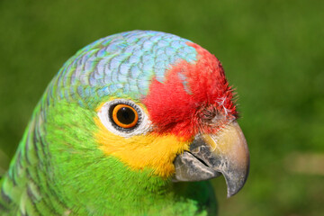 Cotorro, Perico aves tropicales de México