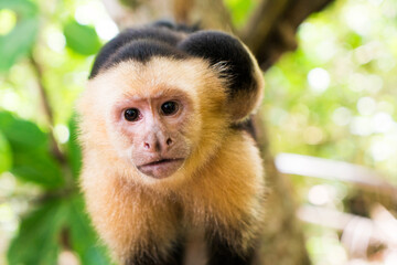 Monkey looking at camera in a jungle in Costa Rica.