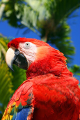 Guacamaya, aves en peligro de extinción