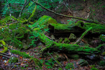 Rock Garden, okutama, mount mitake, Tokyo, Japan