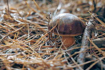 bay bolete