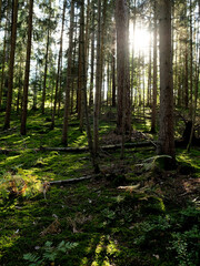 Obraz premium Mossy forest in sunshine. The light shines through the leaves on the forest floor. Bizarre deadwood and shadow plays make the autumn forest look very enchanted.