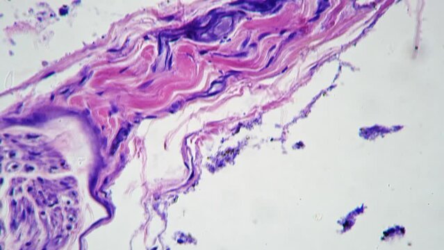 Microscopic 400x image of human skin with sweat glands against bright field. Macro footage of epidermis layers multiply magnified for analyzing men perspiration process. Laboratory investigation
