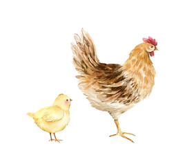 Bird hen and yellow chick, watercolor illustration isolated on white background.