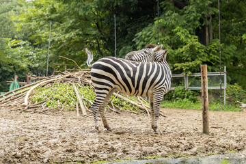 Fototapeta na wymiar 動物園のグラントシマウマ　‐Grant's Zebra‐