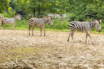 Fototapeta na wymiar 動物園のグラントシマウマ　‐Grant's Zebra‐