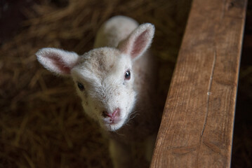 Obraz premium Baby Lamb 