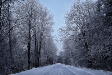 winter landscape trees covered with hoarfrost