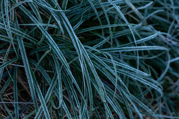 Green grass in hoarfrost. Frosty autumn morning