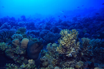 moray eel under water, nature photo wild snake predator marine in the ocean