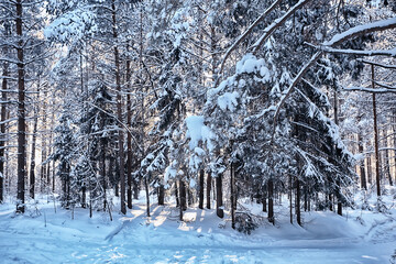 sunny view in winter forest, sun landscape nature