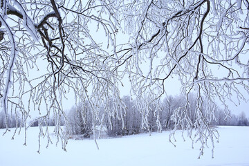 Fototapeta na wymiar winter landscape trees covered with hoarfrost