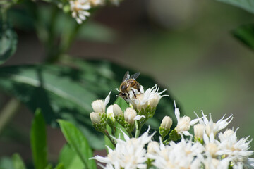 The multiple small white flowers, leaves and twigs of the small shrub Vernonia amygdalina being pollinated by the Africanized bee Apis mellifera scutellata