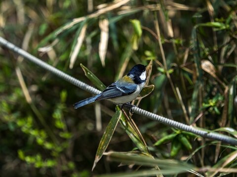 Japanese tit bird perched on a rope boundary in a forest park