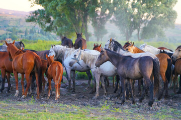 group of horses on the meadow