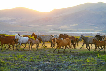 herd of horses on the mountain