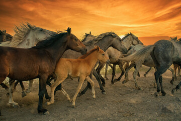 Fototapeta na wymiar herd of horses in the desert
