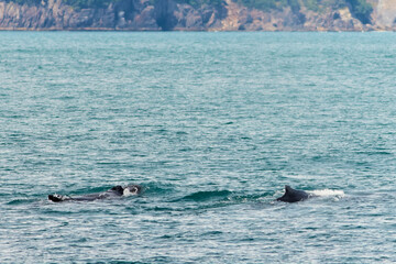 Fototapeta premium Humpback Whale