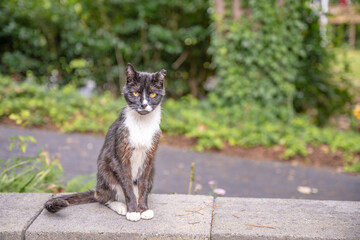 Portrait of a beautiful, elegant gray and white cat  outdoors in a garden at home. He sits on a cinder block wall.