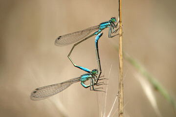 blue dragonfly on a branch