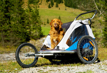 Senior dog with a disability, nova scotia duck tolling retriever, in a stroller