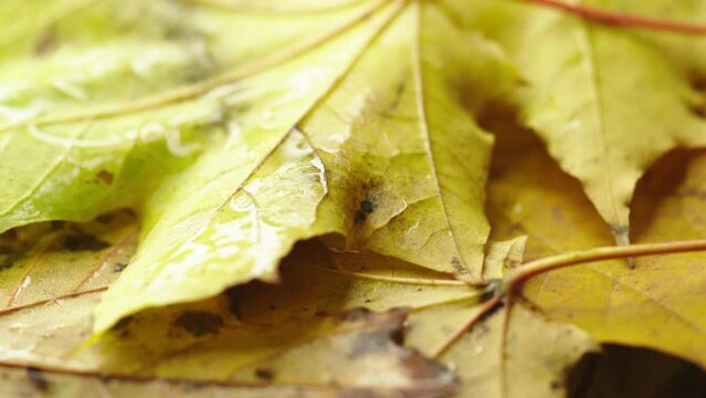 autumn colorful maple leaves rotate in a circle