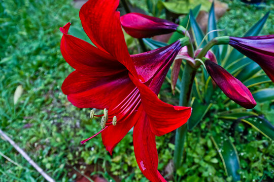 Hippeastrum Vittatum" Images  Browse 60 Stock Photos, Vectors, and Video |  Adobe Stock