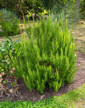Rosmarinus officinalis - rosemary