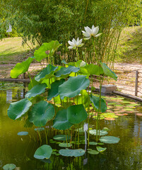 American Lotus Leaf (Nelumbo lutea) in a small pond. Botanical garden Freiburg - obrazy, fototapety, plakaty