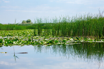 The swamps of the Danube Delta in Romania